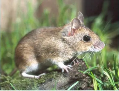 Muis buiten bij de gevel, waar muizen vaak de spouwmuur binnenkomen