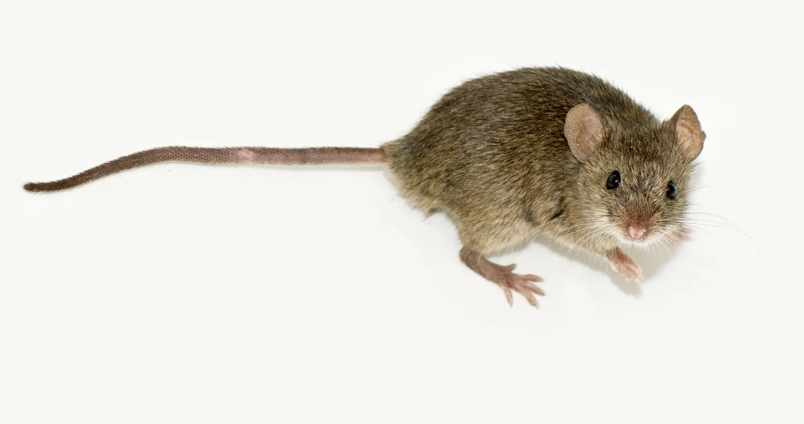 Muis, illustratief voor muizenbestrijding in Dieren